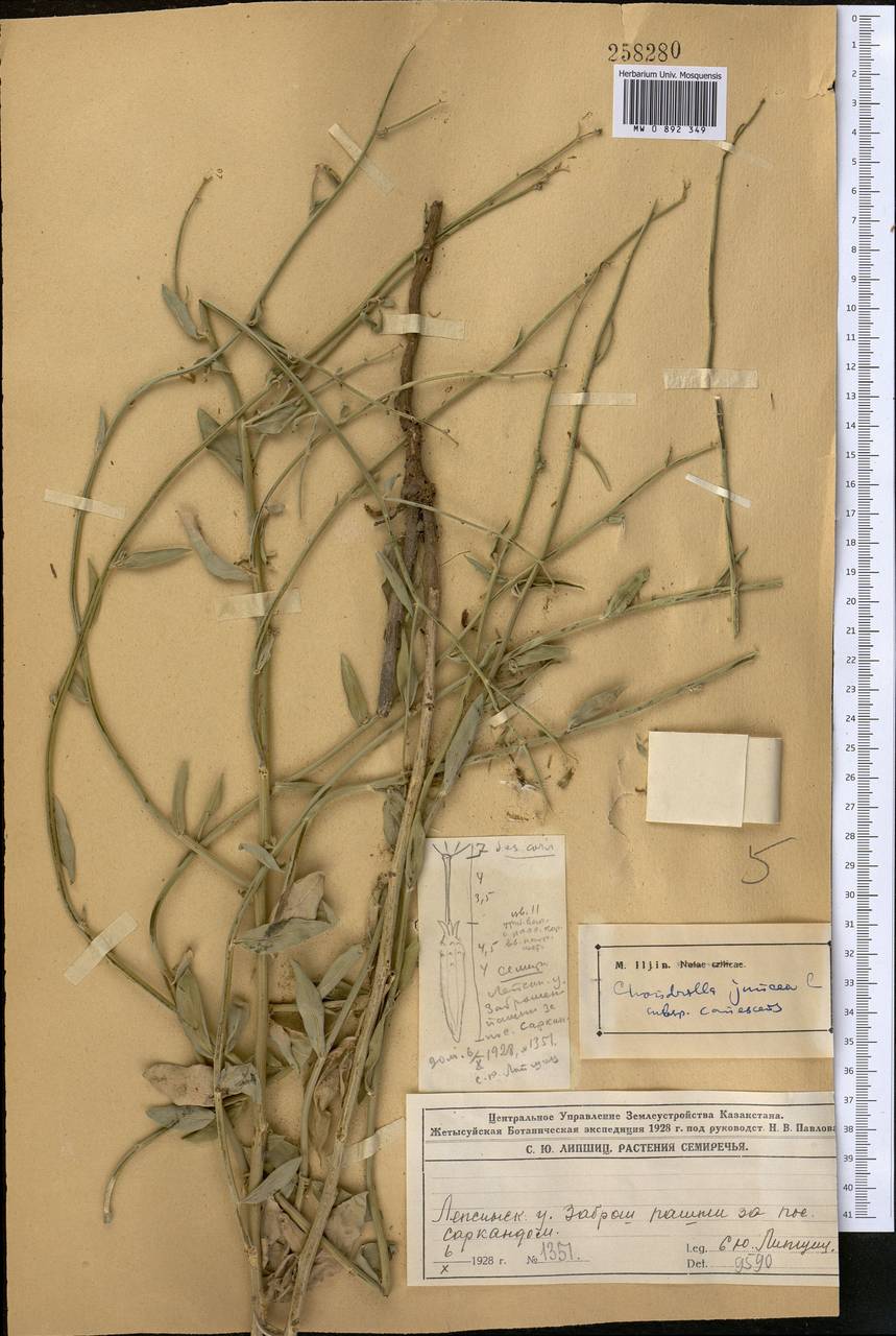 Chondrilla canescens Kar. & Kir., Middle Asia, Dzungarian Alatau & Tarbagatai (M5) (Kazakhstan)