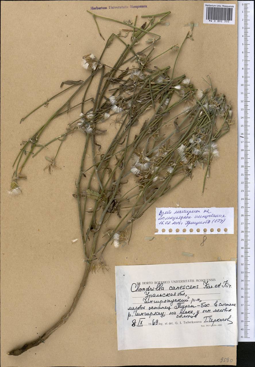 Chondrilla canescens Kar. & Kir., Middle Asia, Caspian Ustyurt & Northern Aralia (M8) (Kazakhstan)