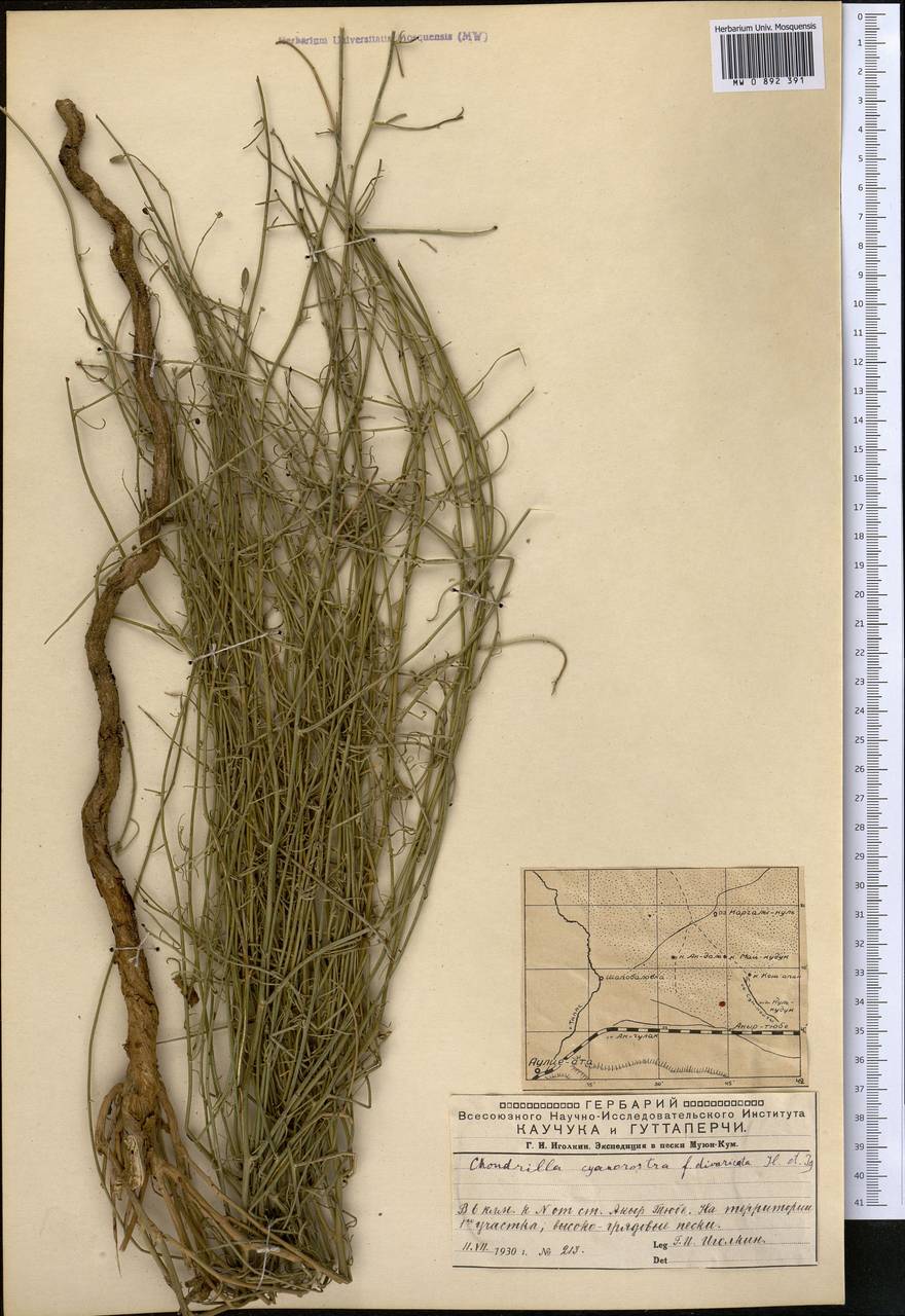 Chondrilla bosseana Iljin, Middle Asia, Muyunkumy, Balkhash & Betpak-Dala (M9) (Kazakhstan)
