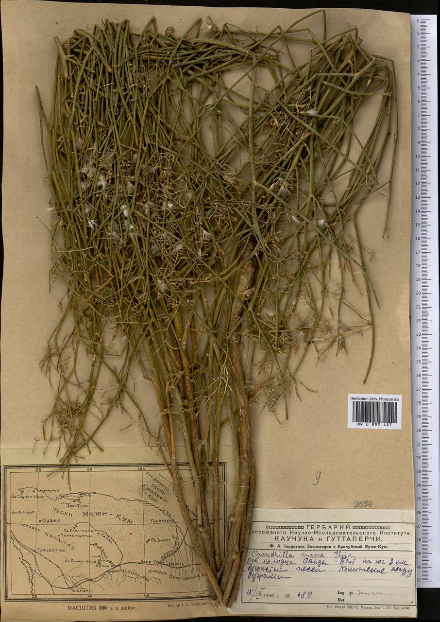 Chondrilla macra Iljin, Middle Asia, Muyunkumy, Balkhash & Betpak-Dala (M9) (Kazakhstan)