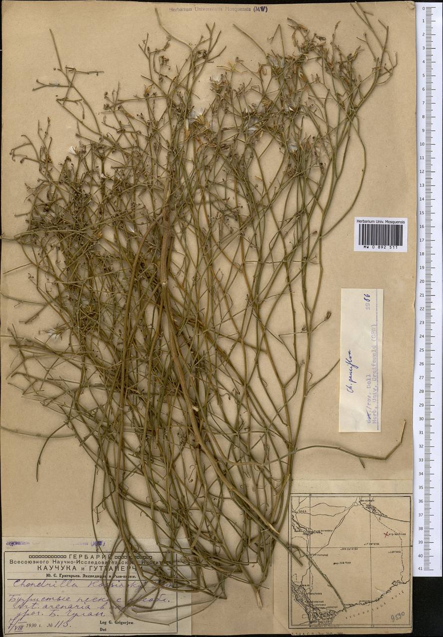 Chondrilla pauciflora Ledeb., Middle Asia, Caspian Ustyurt & Northern Aralia (M8) (Kazakhstan)