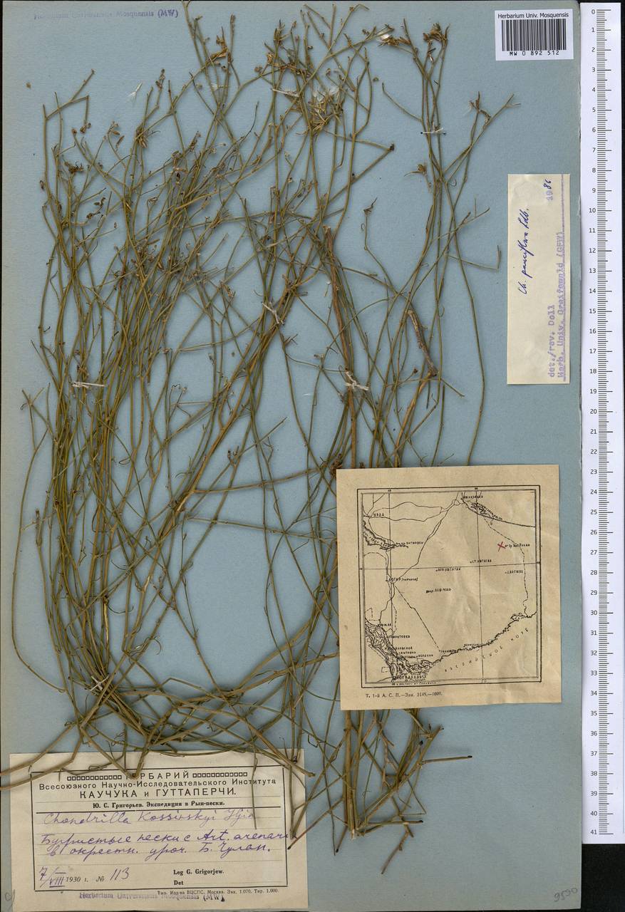 Chondrilla pauciflora Ledeb., Middle Asia, Caspian Ustyurt & Northern Aralia (M8) (Kazakhstan)