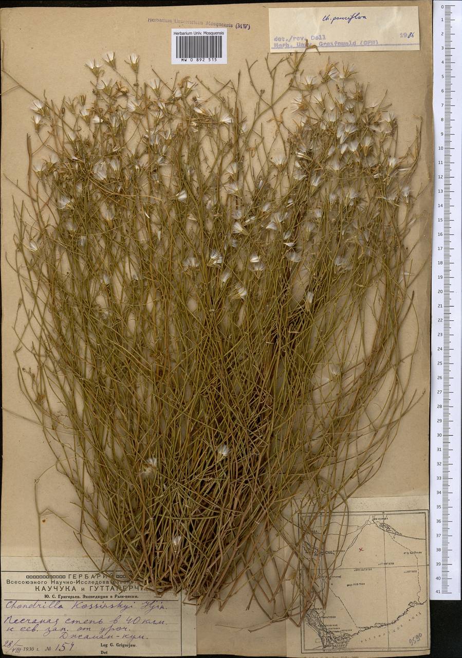 Chondrilla pauciflora Ledeb., Middle Asia, Caspian Ustyurt & Northern Aralia (M8) (Kazakhstan)