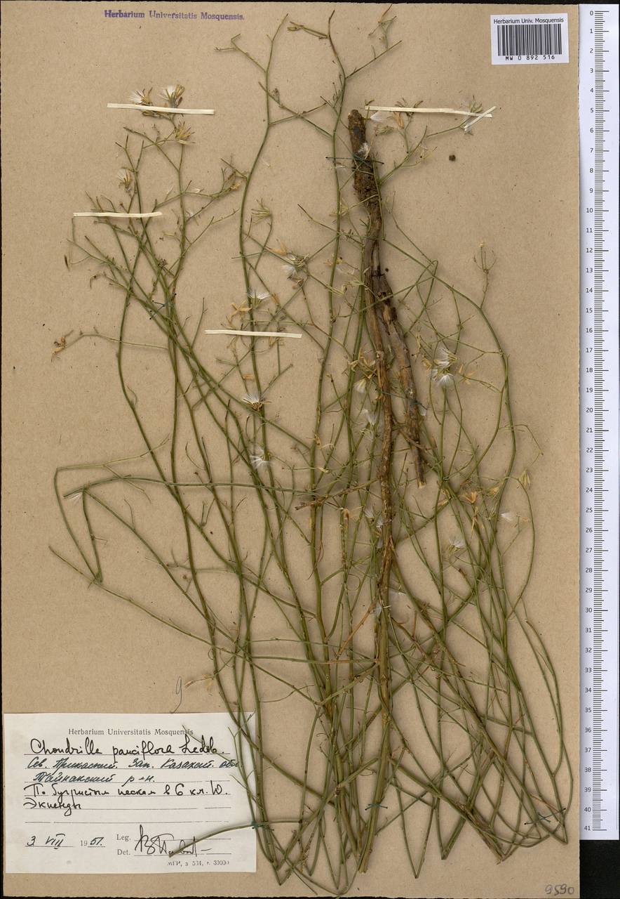 Chondrilla pauciflora Ledeb., Middle Asia, Caspian Ustyurt & Northern Aralia (M8) (Kazakhstan)