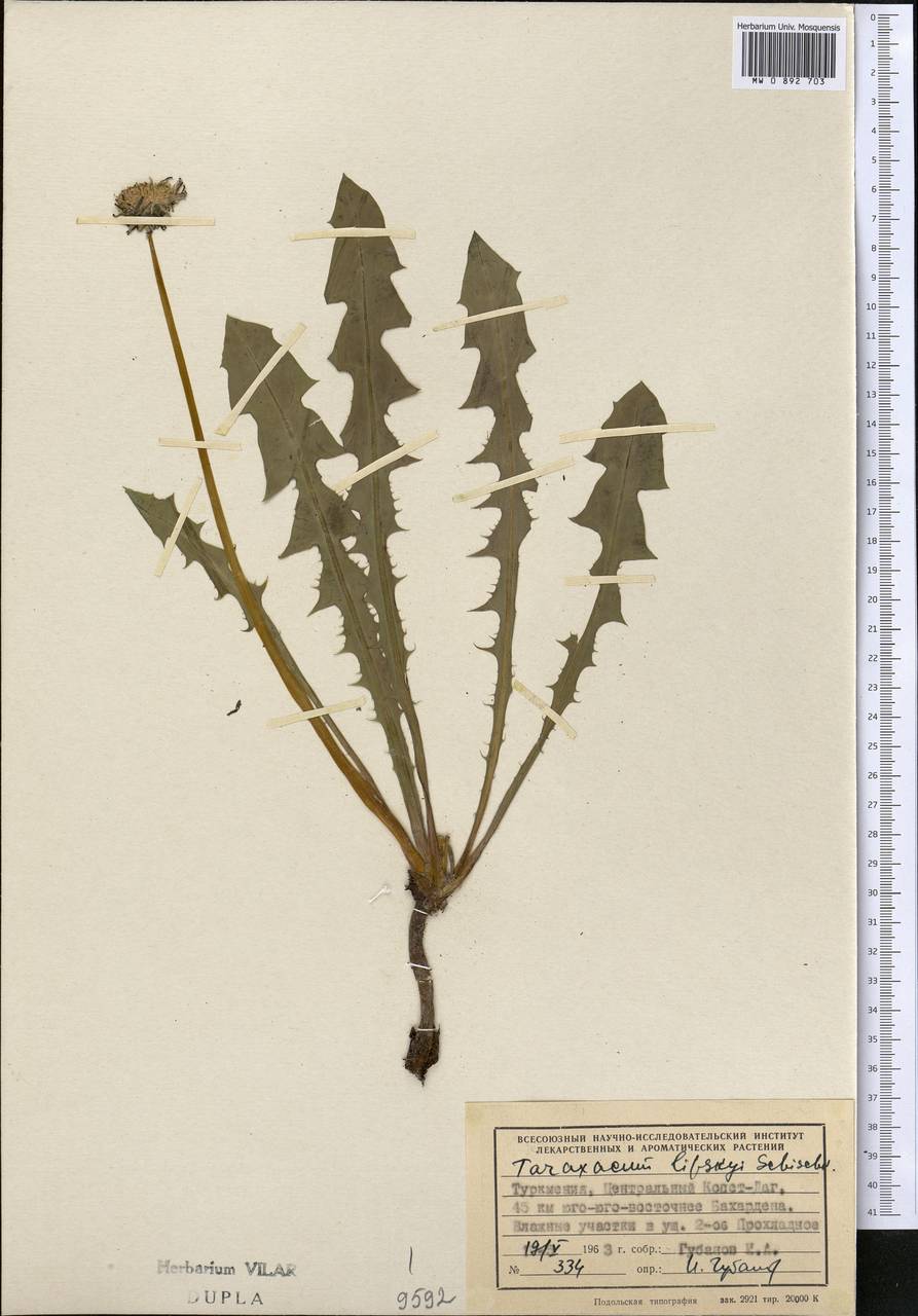 Taraxacum afghanicum Soest, Middle Asia, Kopet Dag, Badkhyz, Small & Great Balkhan (M1) (Turkmenistan)