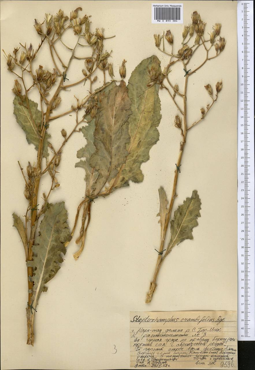 Lactuca crambifolia (Bunge) B. Fedtsch., Middle Asia, Western Tian Shan & Karatau (M3) (Kazakhstan)