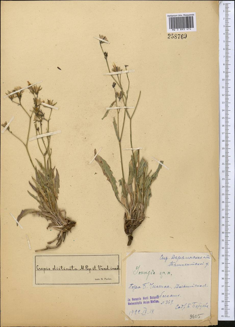 Youngia serawschanica (B. Fedtsch.) Babc. & Stebbins, Middle Asia, Western Tian Shan & Karatau (M3) (Uzbekistan)