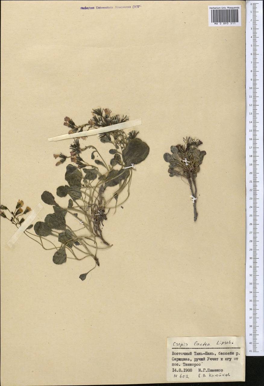 Askellia lactea (Lipsch.) W. A. Weber, Middle Asia, Northern & Central Tian Shan (M4) (Kyrgyzstan)