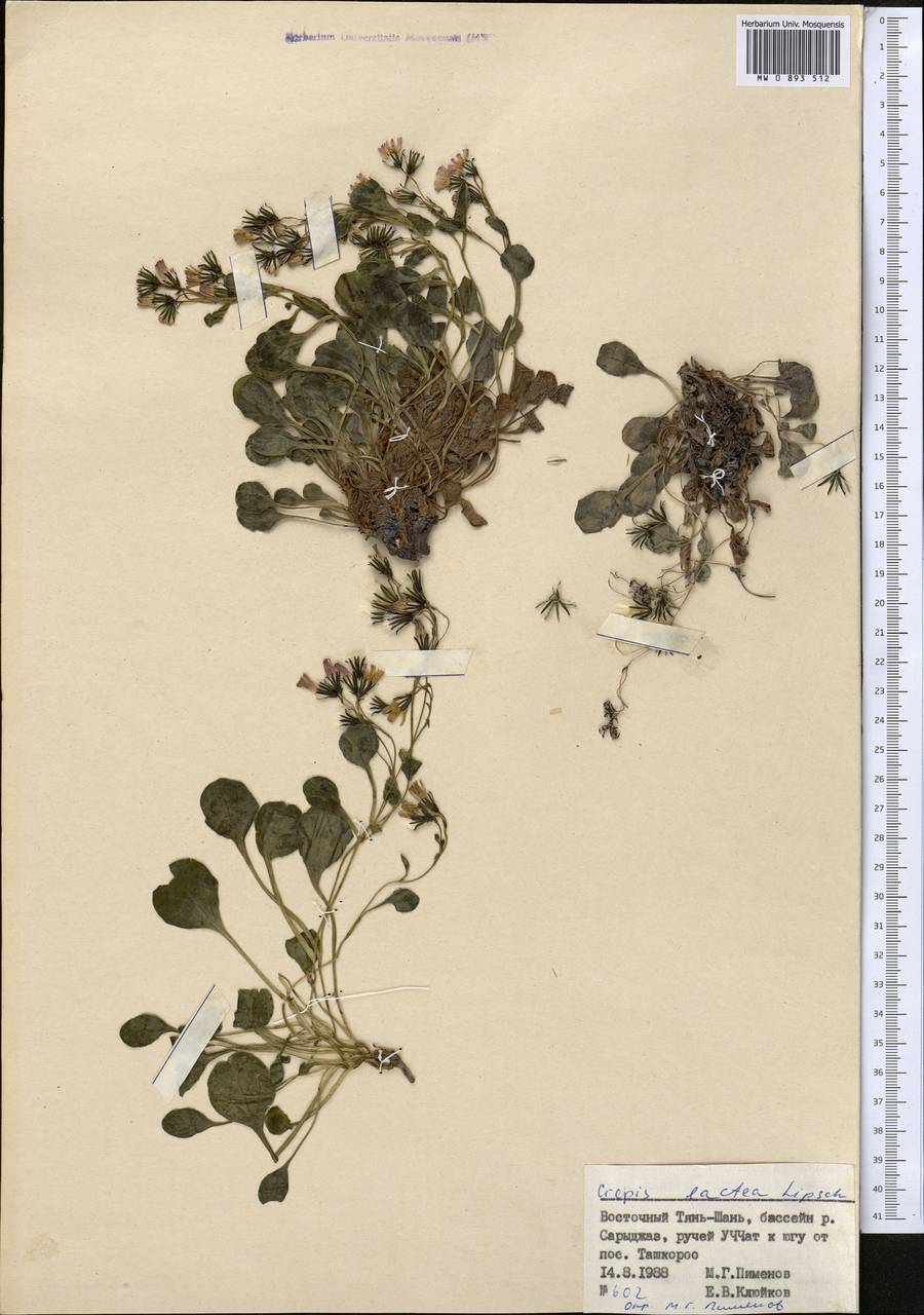 Askellia lactea (Lipsch.) W. A. Weber, Middle Asia, Northern & Central Tian Shan (M4) (Kyrgyzstan)