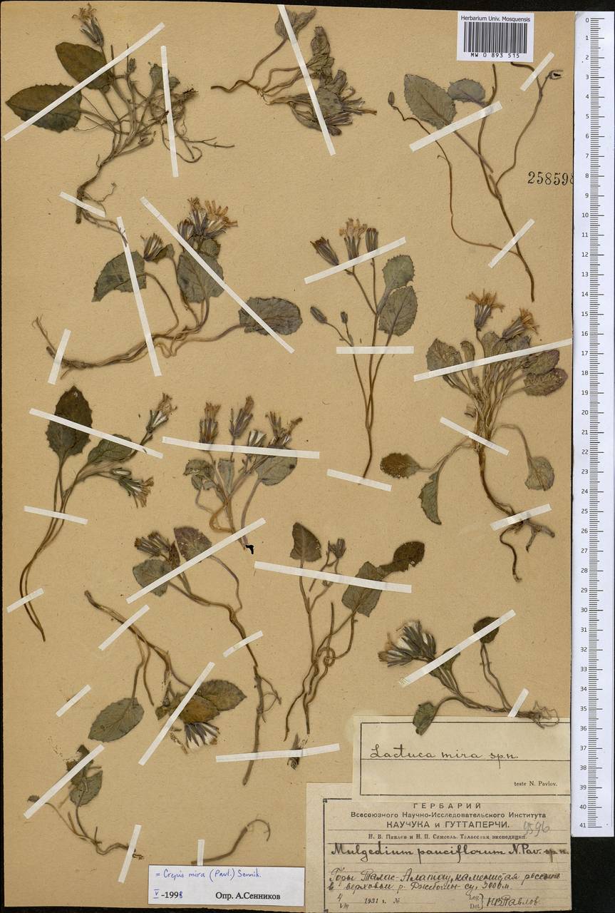 Lactuca mira Pavlov, Middle Asia, Western Tian Shan & Karatau (M3) (Kazakhstan)