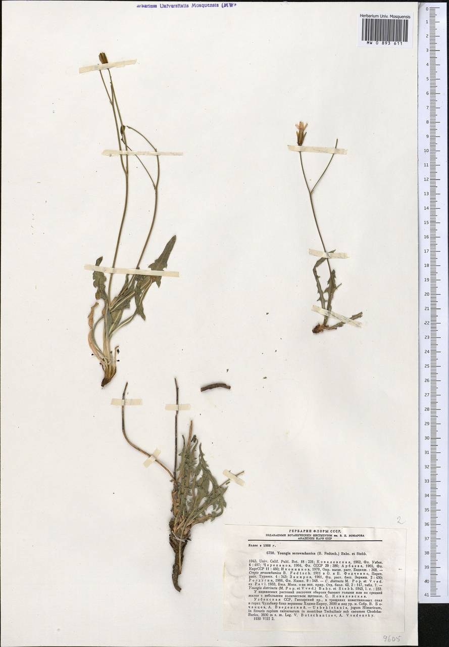 Youngia serawschanica (B. Fedtsch.) Babc. & Stebbins, Middle Asia, Pamir & Pamiro-Alai (M2) (Uzbekistan)