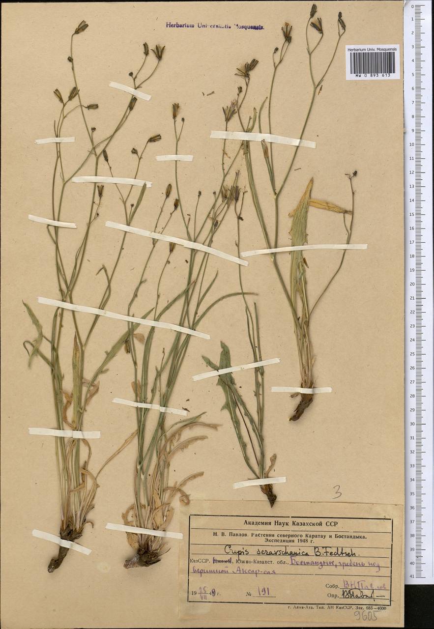 Youngia serawschanica (B. Fedtsch.) Babc. & Stebbins, Middle Asia, Western Tian Shan & Karatau (M3) (Uzbekistan)