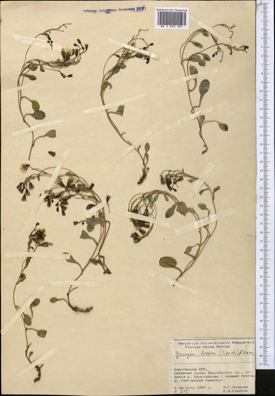 Askellia lactea (Lipsch.) W. A. Weber, Middle Asia, Pamir & Pamiro-Alai (M2) (Kyrgyzstan)