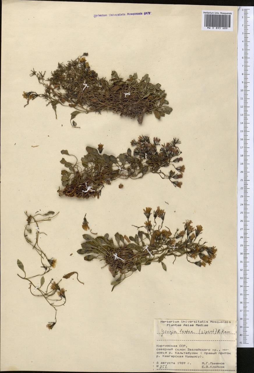Askellia lactea (Lipsch.) W. A. Weber, Middle Asia, Pamir & Pamiro-Alai (M2) (Kyrgyzstan)