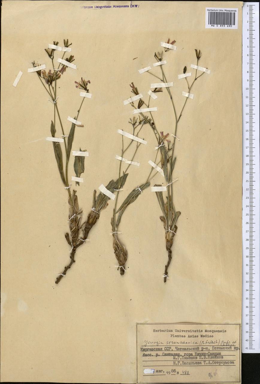 Youngia serawschanica (B. Fedtsch.) Babc. & Stebbins, Middle Asia, Western Tian Shan & Karatau (M3) (Kyrgyzstan)