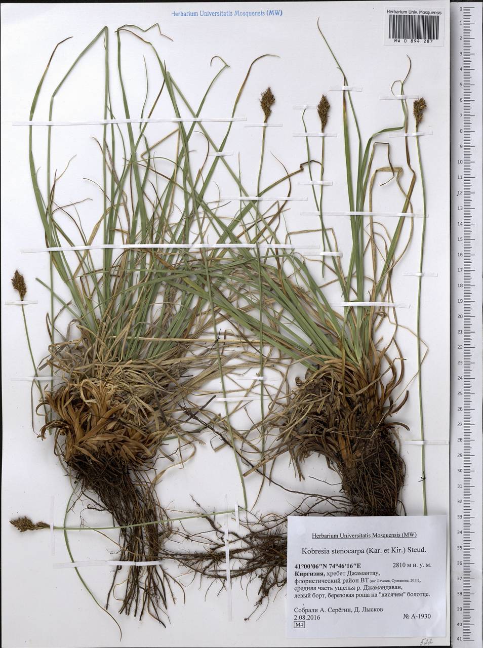 Carex kokanica (Regel) S.R.Zhang, Middle Asia, Northern & Central Tian Shan (M4) (Kyrgyzstan)