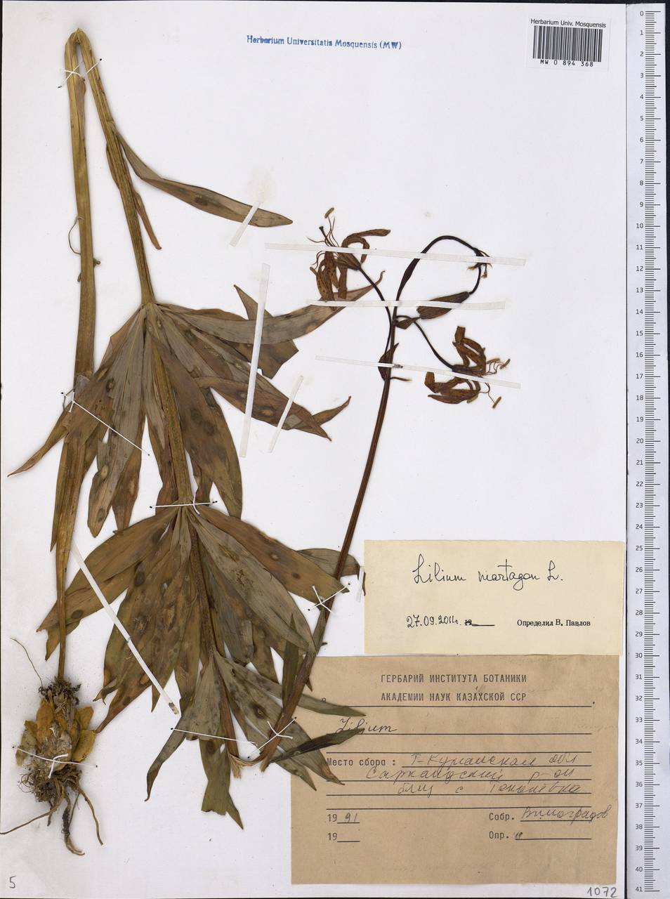 Lilium martagon var. pilosiusculum Freyn, Middle Asia, Dzungarian Alatau & Tarbagatai (M5) (Kazakhstan)