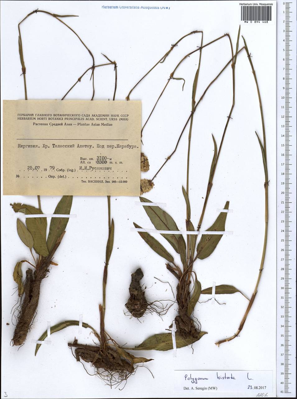 Bistorta elliptica (Willd. ex Spreng.) Kom., Middle Asia, Western Tian Shan & Karatau (M3) (Kyrgyzstan)