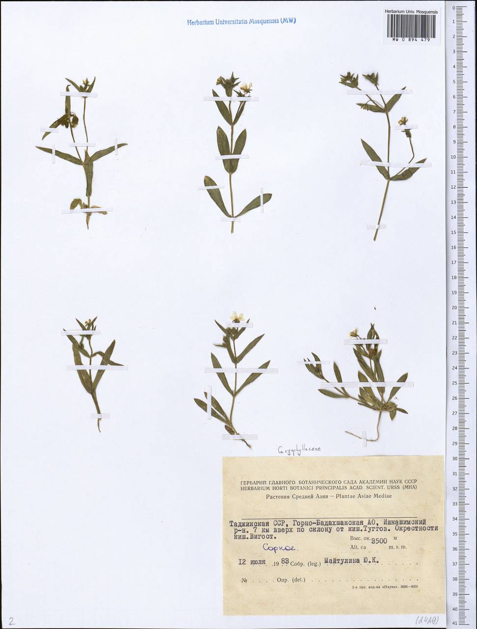 Caryophyllaceae, Middle Asia, Pamir & Pamiro-Alai (M2) (Tajikistan)