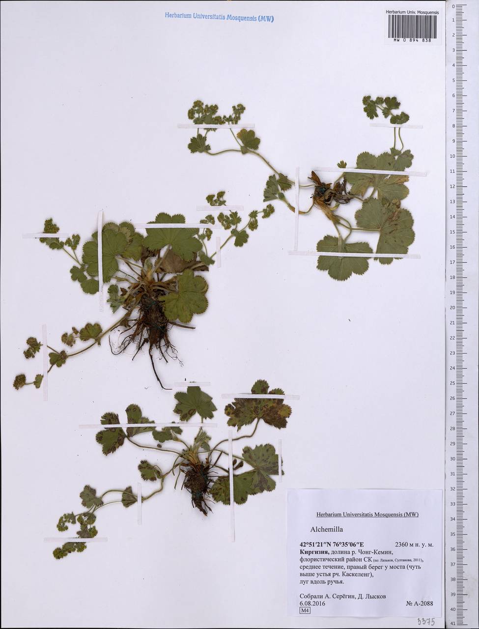 Alchemilla, Middle Asia, Northern & Central Tian Shan (M4) (Kyrgyzstan)