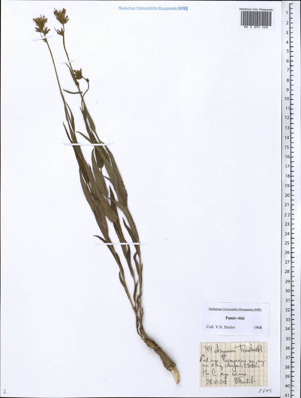 Asyneuma argutum subsp. argutum, Middle Asia, Pamir & Pamiro-Alai (M2) (Tajikistan)