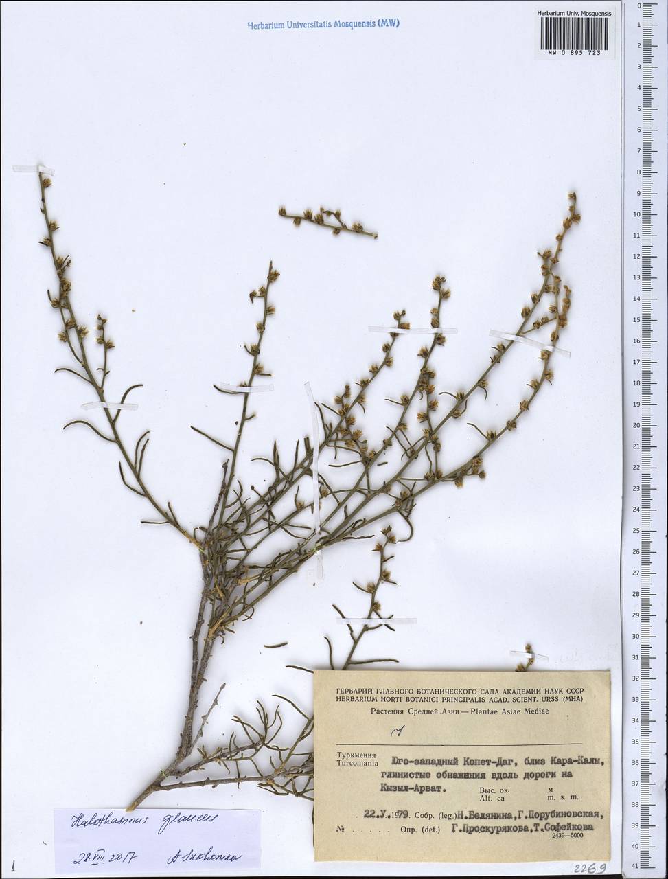 Halothamnus glaucus (M. Bieb.) Botsch., Middle Asia, Kopet Dag, Badkhyz, Small & Great Balkhan (M1) (Turkmenistan)