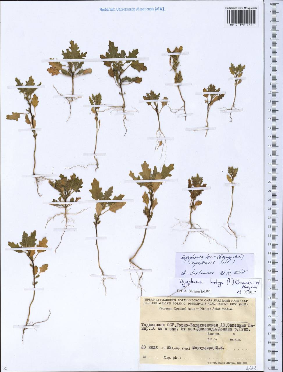 Dysphania nepalensis (Link ex Colla) Mosyakin & Clemants, Middle Asia, Pamir & Pamiro-Alai (M2) (Tajikistan)