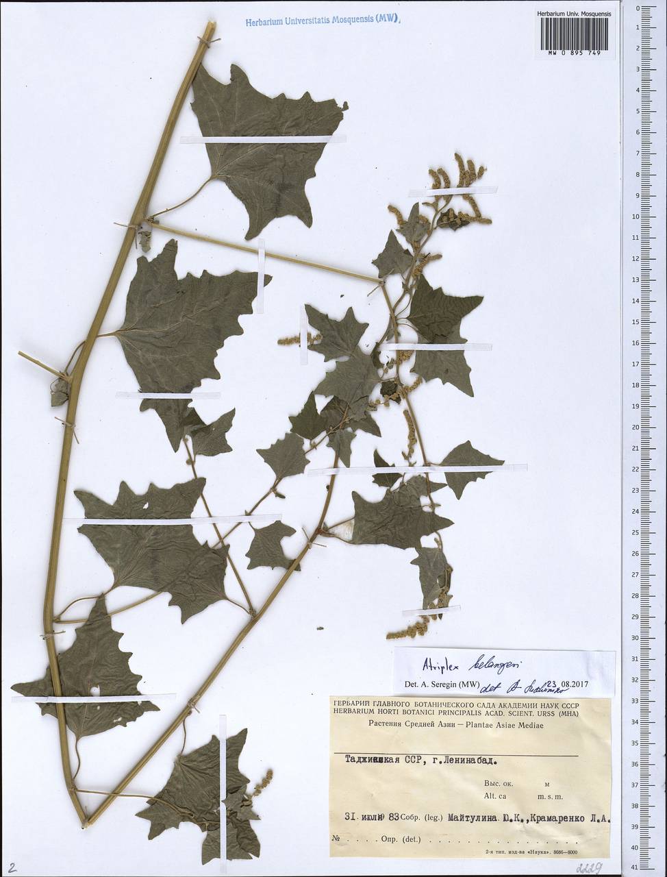 Atriplex belangeri (Moq.) Moq., Middle Asia, Pamir & Pamiro-Alai (M2) (Tajikistan)