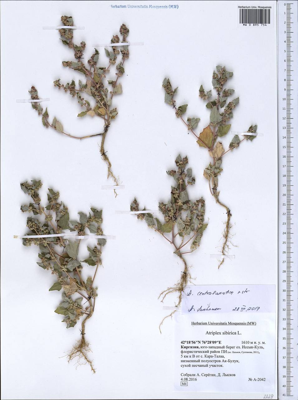 Atriplex centralasiatica Iljin, Middle Asia, Northern & Central Tian Shan (M4) (Kyrgyzstan)