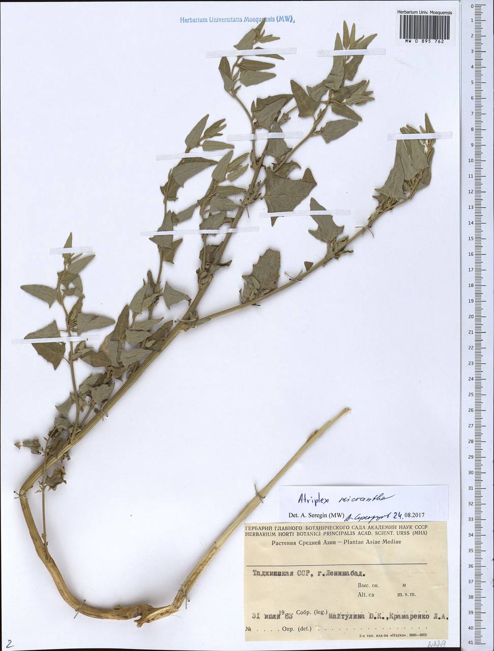 Atriplex micrantha Ledeb., Middle Asia, Pamir & Pamiro-Alai (M2) (Tajikistan)