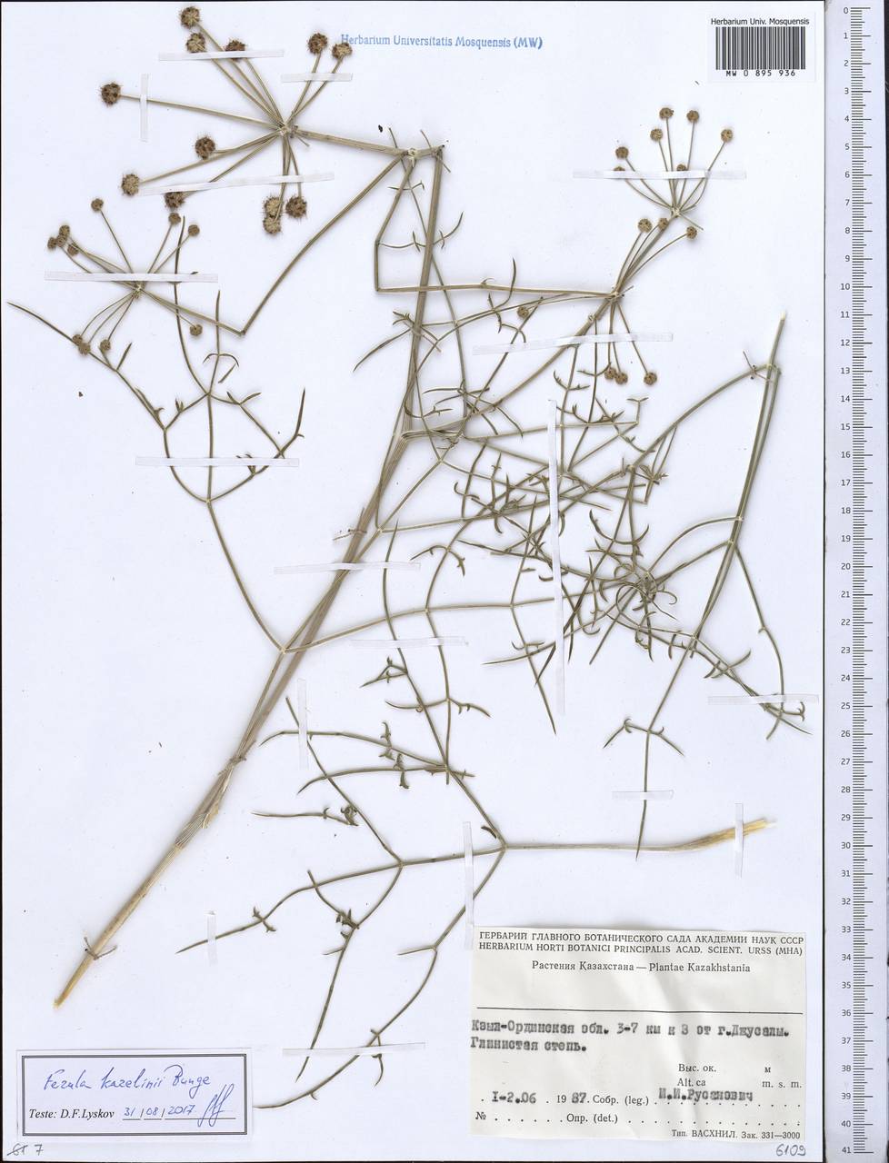 Ferula karelinii Bunge, Middle Asia, Syr-Darian deserts & Kyzylkum (M7) (Kazakhstan)