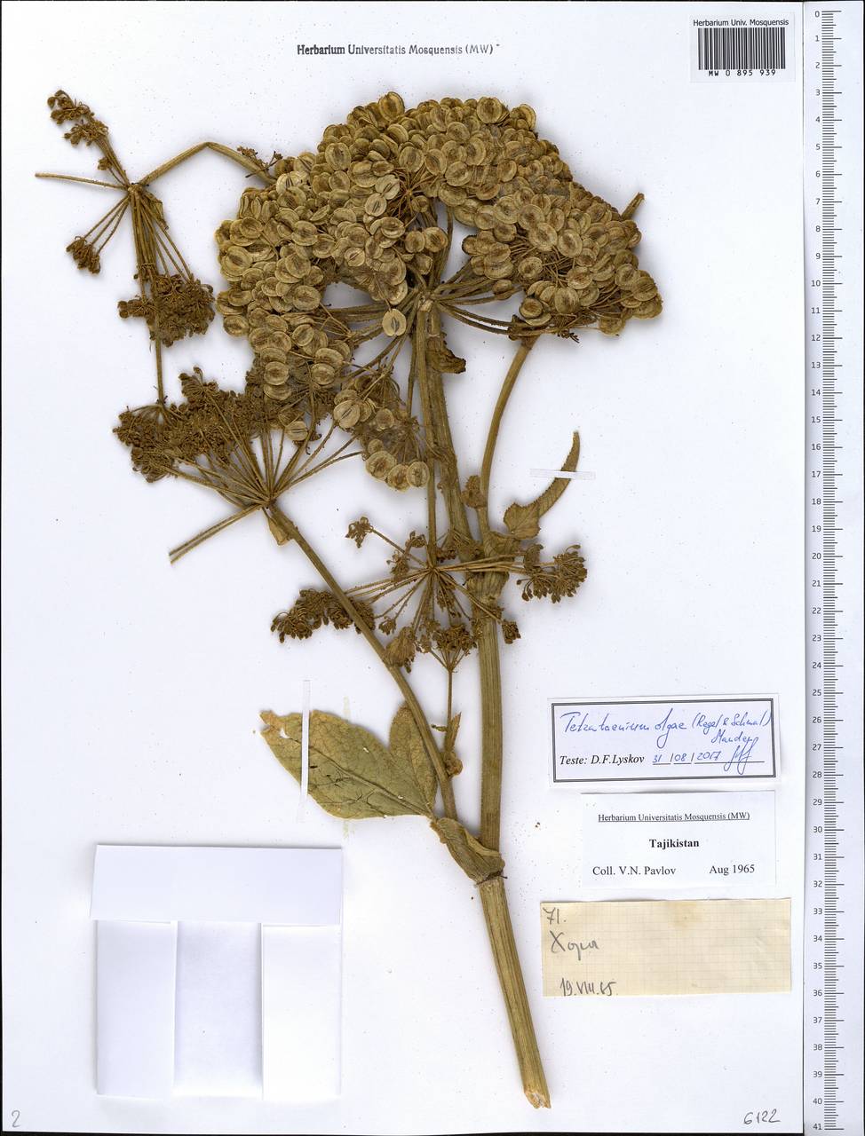 Tetrataenium olgae (Regel & Schmalh.) Manden., Middle Asia, Pamir & Pamiro-Alai (M2) (Tajikistan)