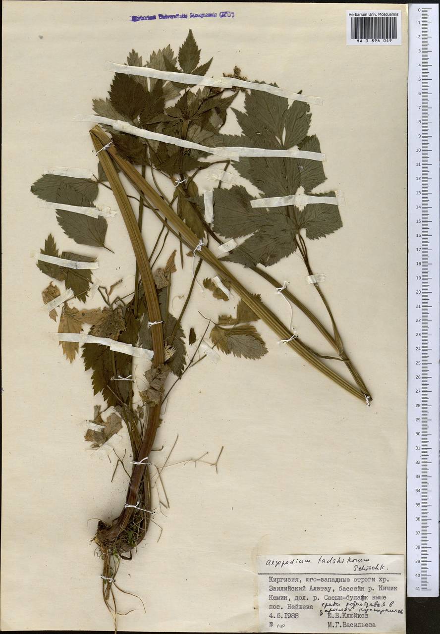 Aegopodium tadshikorum Schischk., Middle Asia, Northern & Central Tian Shan (M4) (Kyrgyzstan)