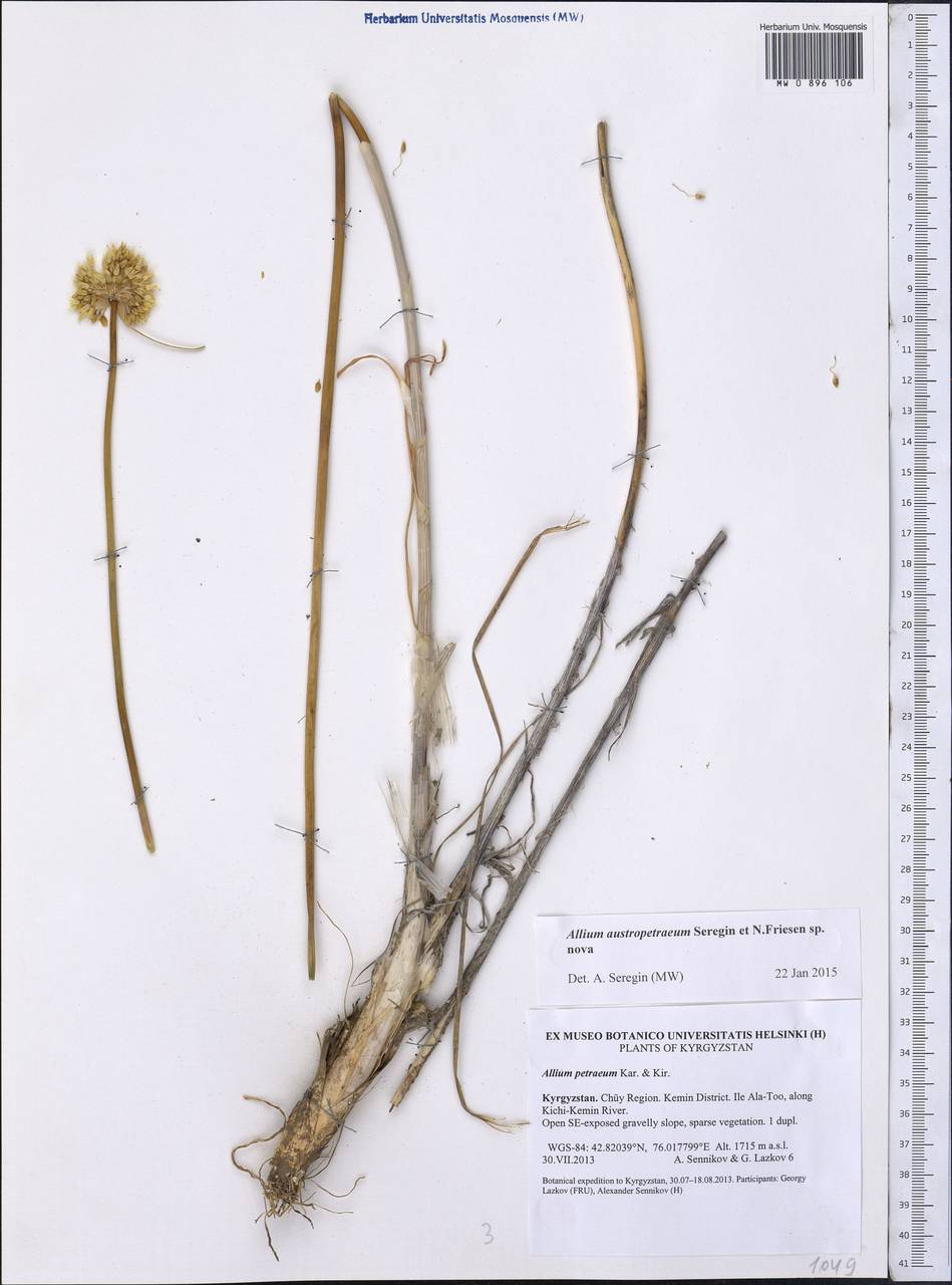 Allium petraeum Kar. & Kir., Middle Asia, Northern & Central Tian Shan (M4) (Kyrgyzstan)