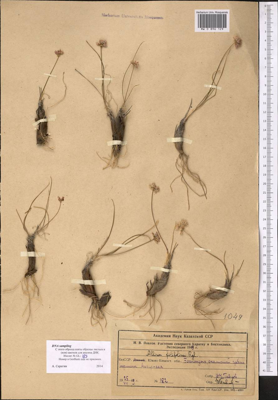 Allium kokanicum Regel, Middle Asia, Western Tian Shan & Karatau (M3) (Uzbekistan)