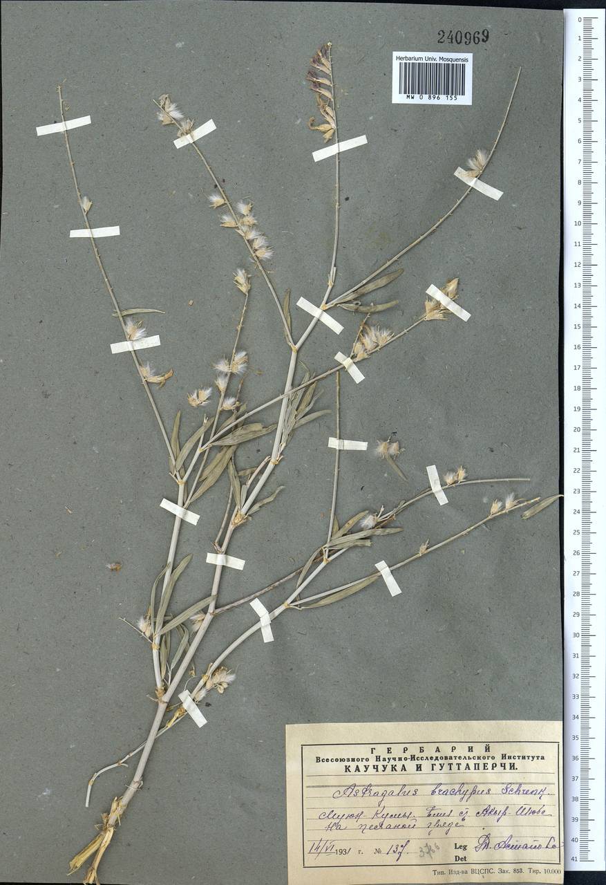 Astragalus brachypus Schrenk, Middle Asia, Muyunkumy, Balkhash & Betpak-Dala (M9) (Kazakhstan)