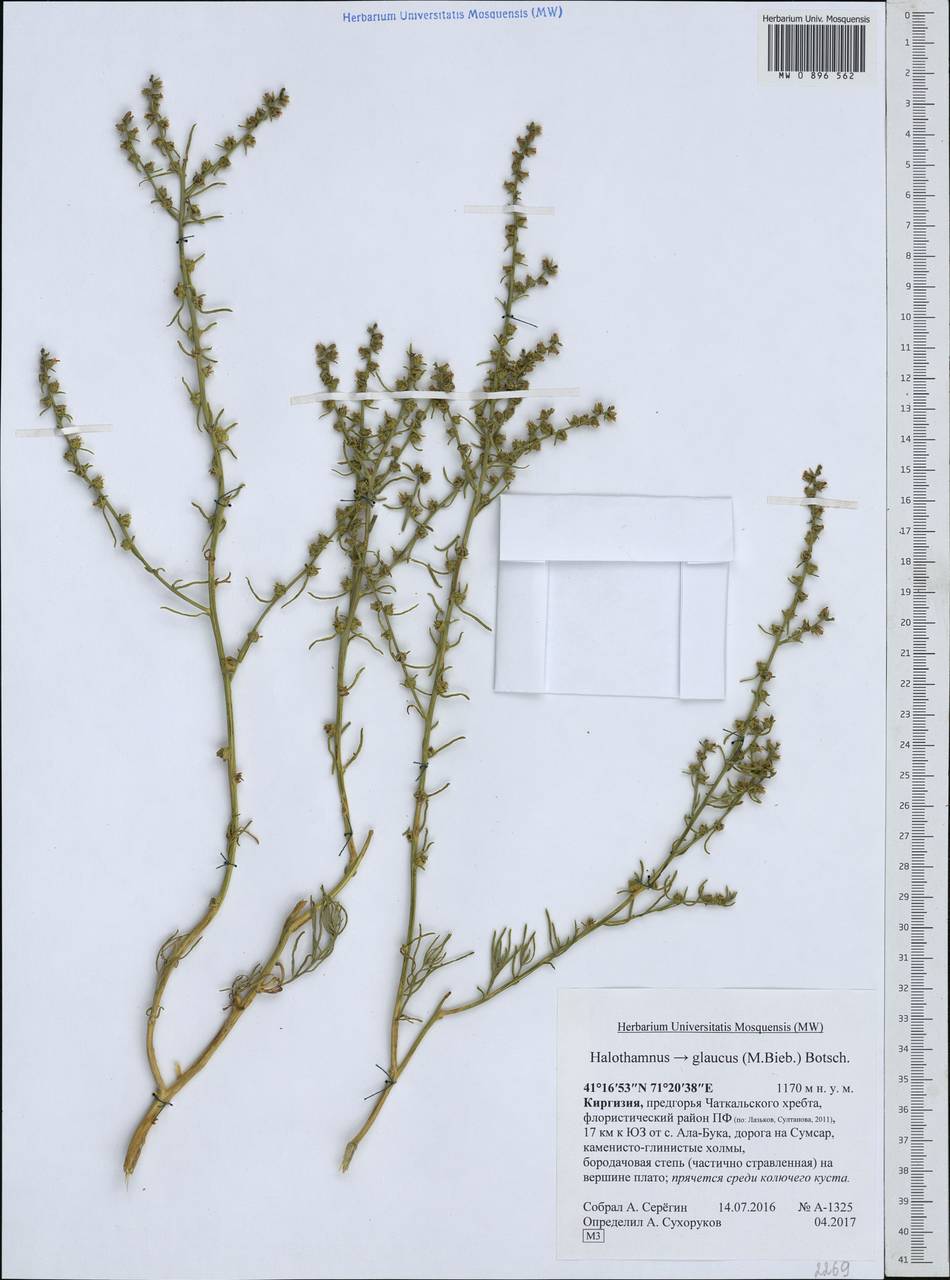 Halothamnus glaucus (M. Bieb.) Botsch., Middle Asia, Western Tian Shan & Karatau (M3) (Kyrgyzstan)
