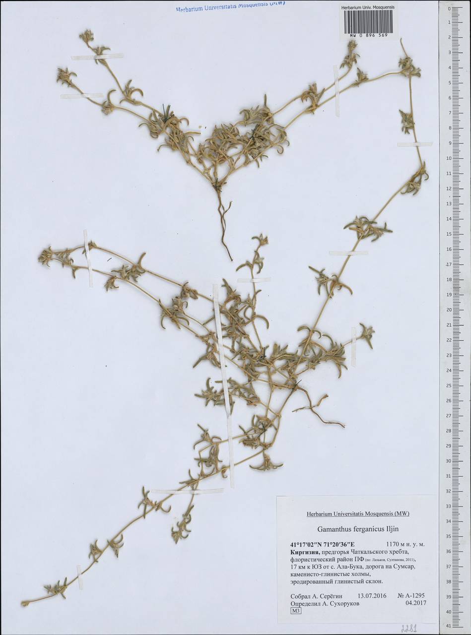 Halimocnemis ferganica (Iljin) Akhani, Middle Asia, Western Tian Shan & Karatau (M3) (Kyrgyzstan)