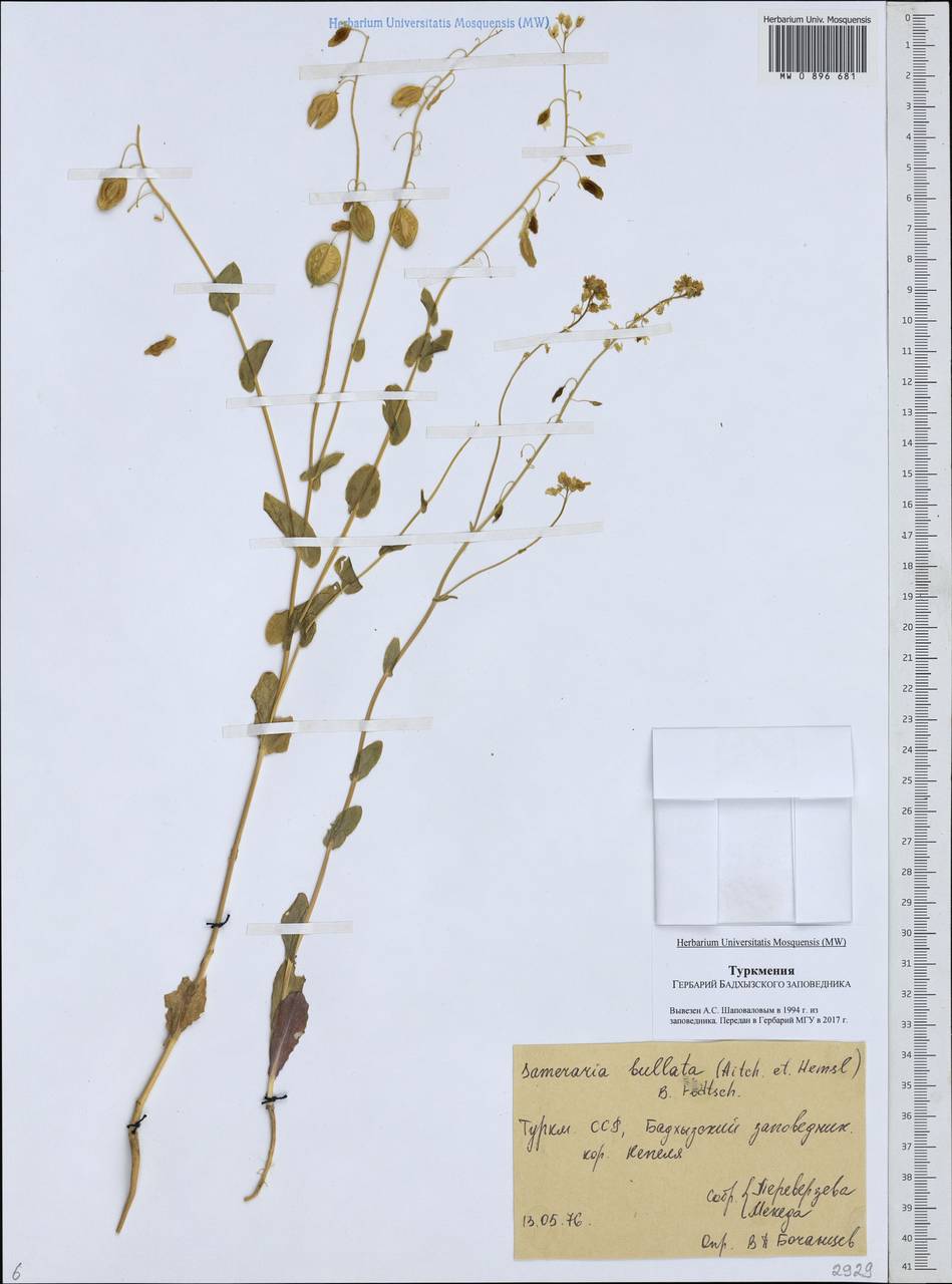 Isatis bullata Aitch. & Hemsl., Middle Asia, Karakum (M6) (Turkmenistan)