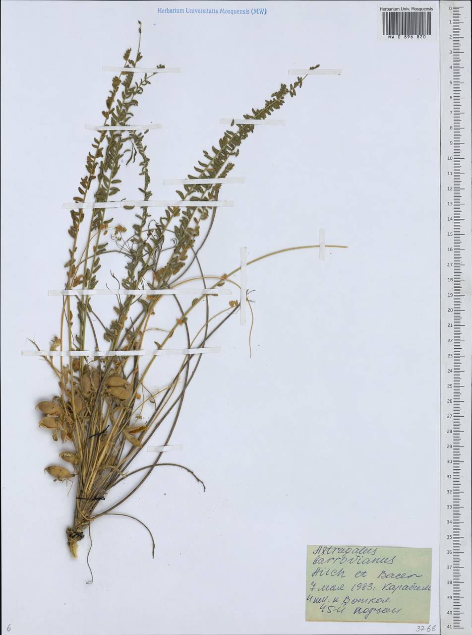 Astragalus citrinus subsp. barrowianus (Aitch. & Baker) D. Podl., Middle Asia, Karakum (M6) (Turkmenistan)
