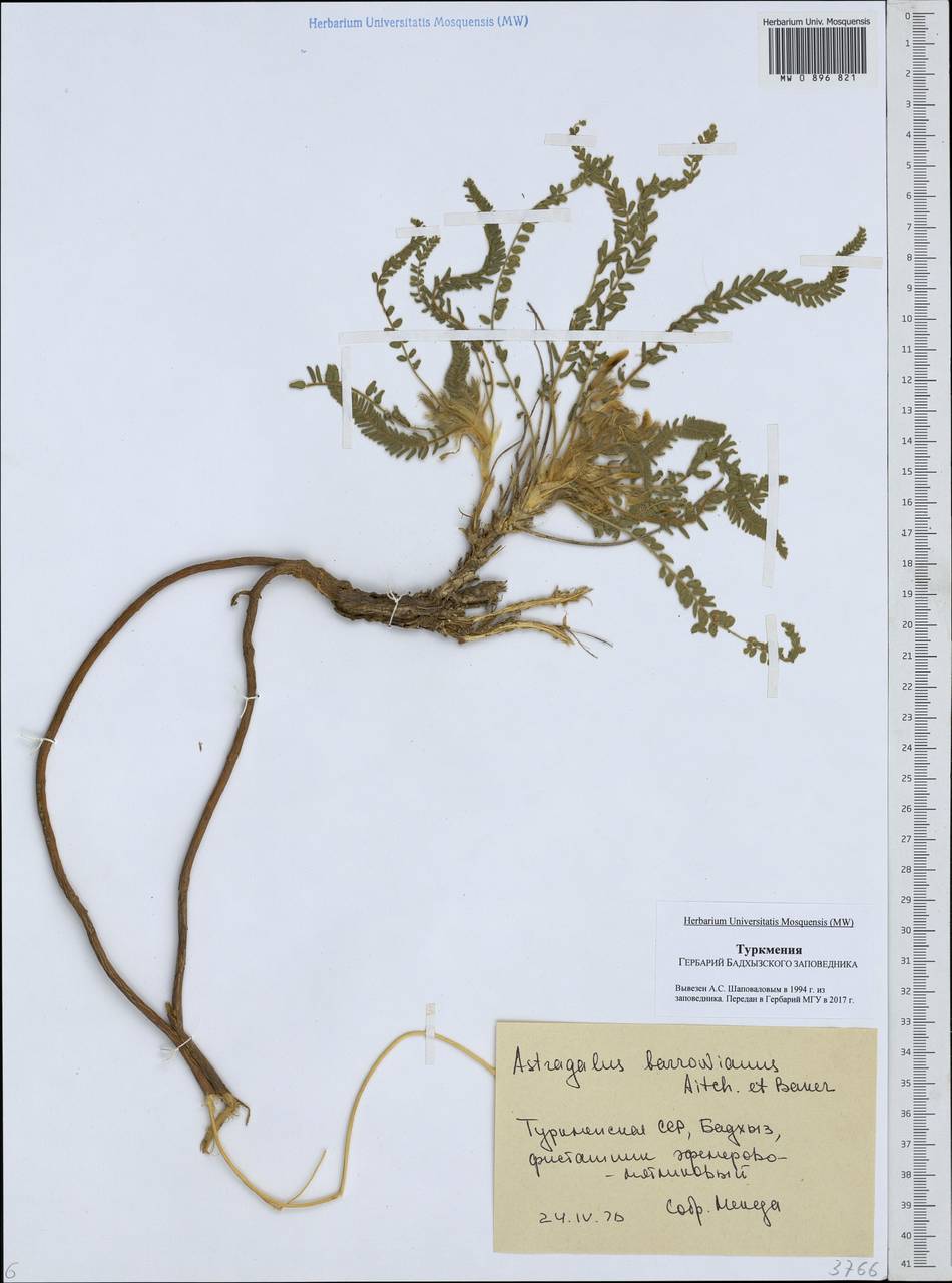 Astragalus citrinus subsp. barrowianus (Aitch. & Baker) D. Podl., Middle Asia, Karakum (M6) (Turkmenistan)