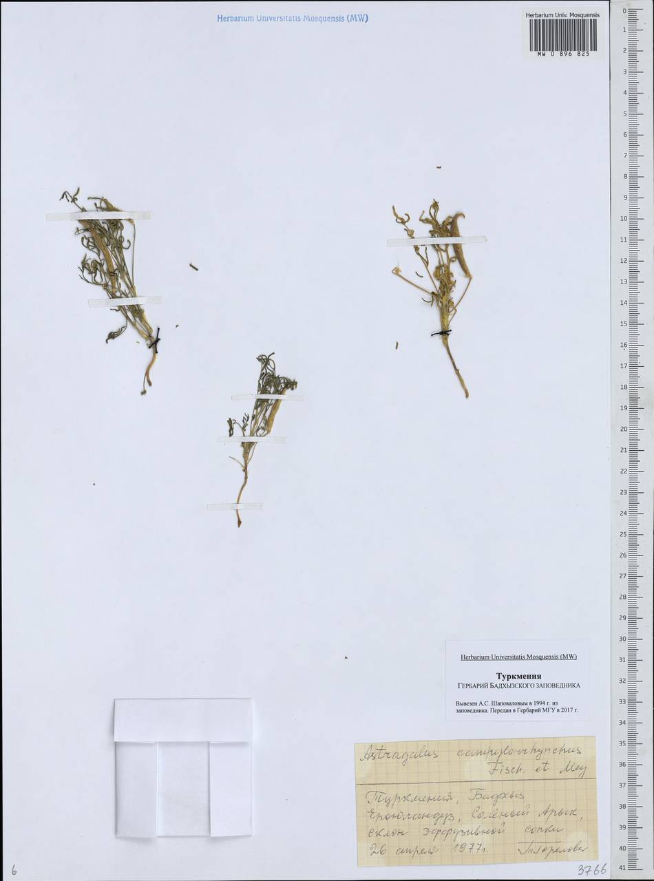 Astragalus campylorhynchus Fischer & C. A. Meyer, Middle Asia, Karakum (M6) (Turkmenistan)