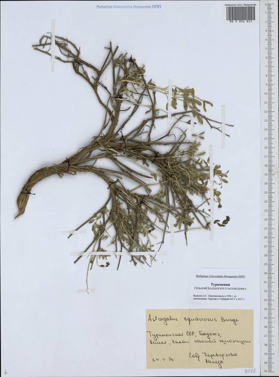 Astragalus squarrosus Bunge, Middle Asia, Karakum (M6) (Turkmenistan)