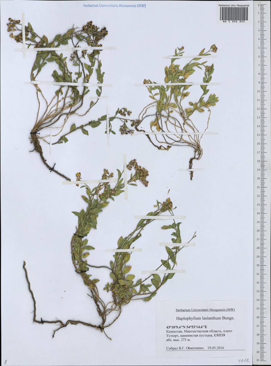 Haplophyllum versicolor subsp. versicolor, Middle Asia, Caspian Ustyurt & Northern Aralia (M8) (Kazakhstan)