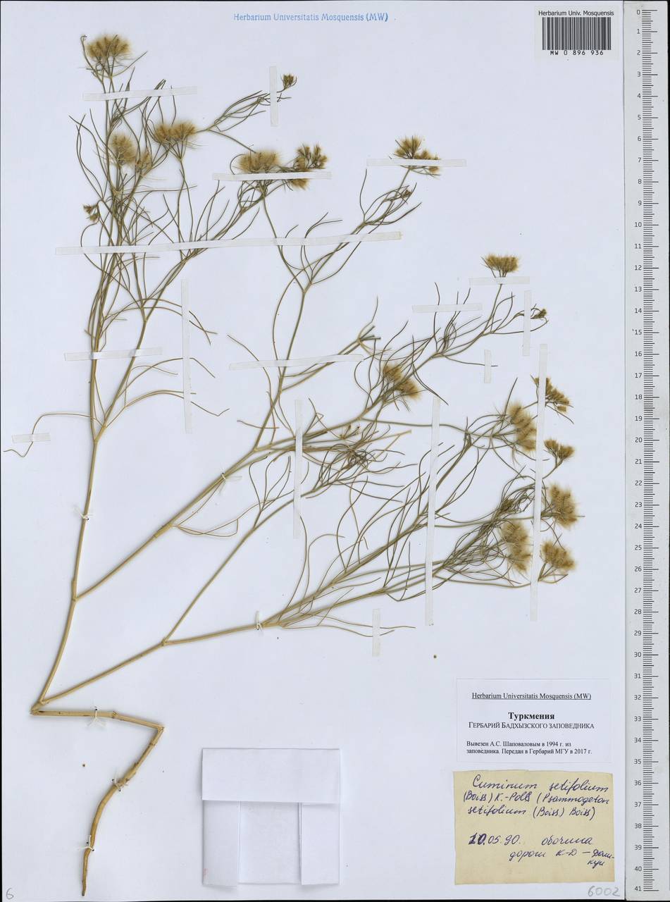 Cuminum setifolium (Boiss.) Koso-Pol., Middle Asia, Karakum (M6) (Turkmenistan)