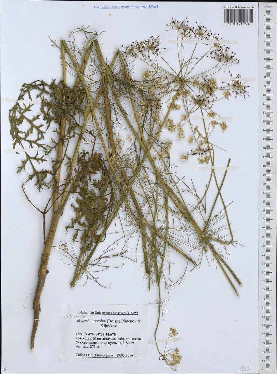 Elwendia persica (Boiss.) Pimenov & Kljuykov, Middle Asia, Caspian Ustyurt & Northern Aralia (M8) (Kazakhstan)