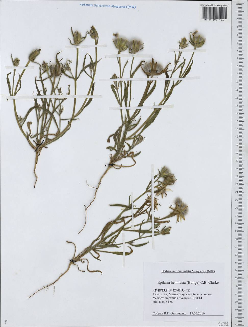 Epilasia hemilasia (Bunge) C. B. Cl., Middle Asia, Caspian Ustyurt & Northern Aralia (M8) (Kazakhstan)