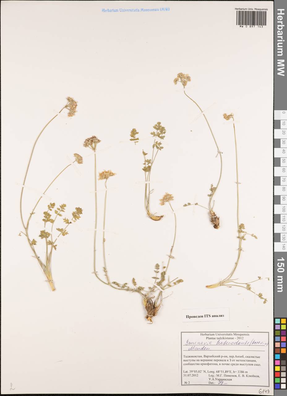 Semenovia heterodonta (Korovin) Manden., Middle Asia, Pamir & Pamiro-Alai (M2) (Tajikistan)