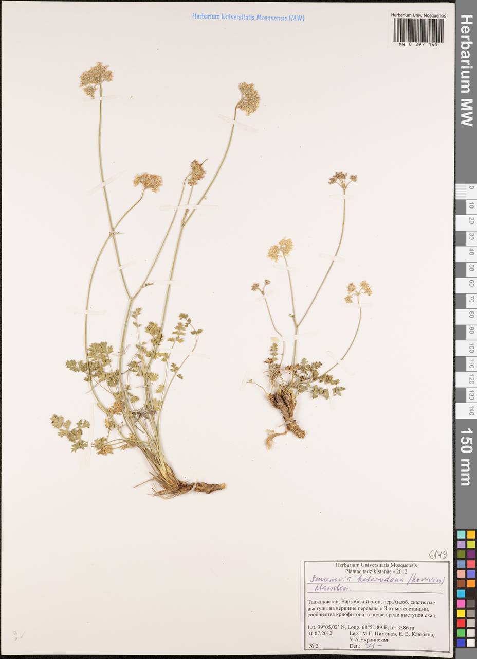 Semenovia heterodonta (Korovin) Manden., Middle Asia, Pamir & Pamiro-Alai (M2) (Tajikistan)