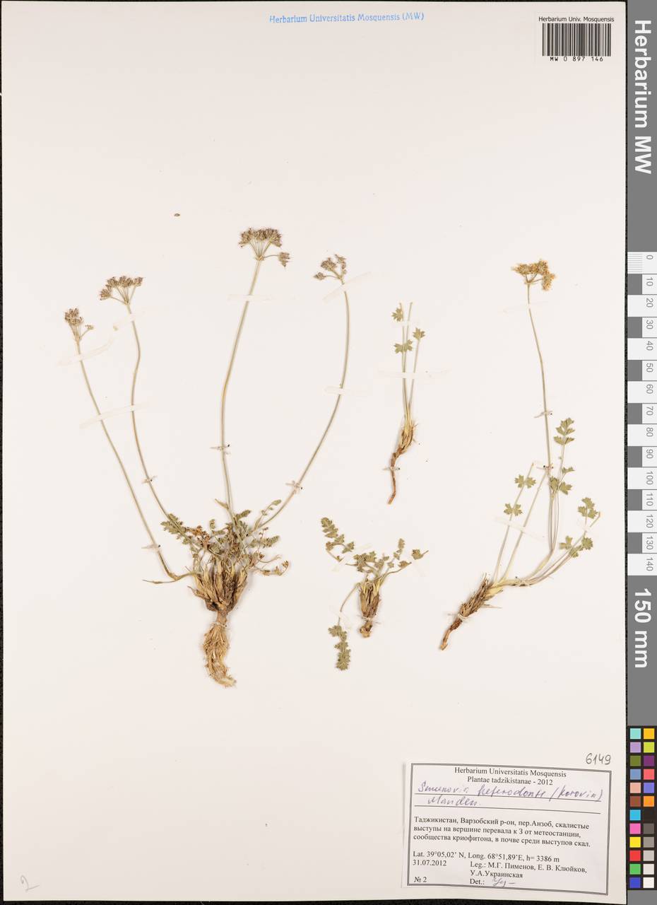 Semenovia heterodonta (Korovin) Manden., Middle Asia, Pamir & Pamiro-Alai (M2) (Tajikistan)